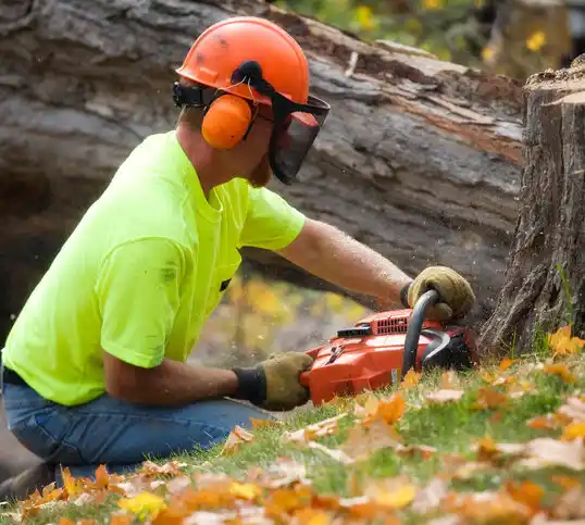 tree services Park Hills